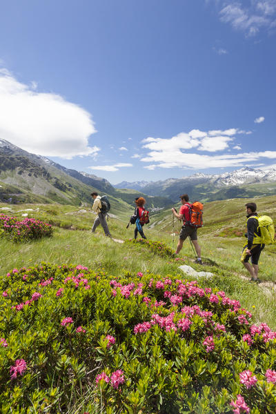 Hikers surrounded by rhododendrons Andossi Montespluga Chiavenna Valley Sondrio province Valtellina Lombardy Italy Europe