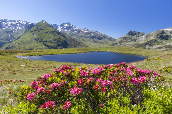 Rhododendrons and blue water of Lake Andossi Montespluga Chiavenna Valley Sondrio province Valtellina Lombardy Italy Europe