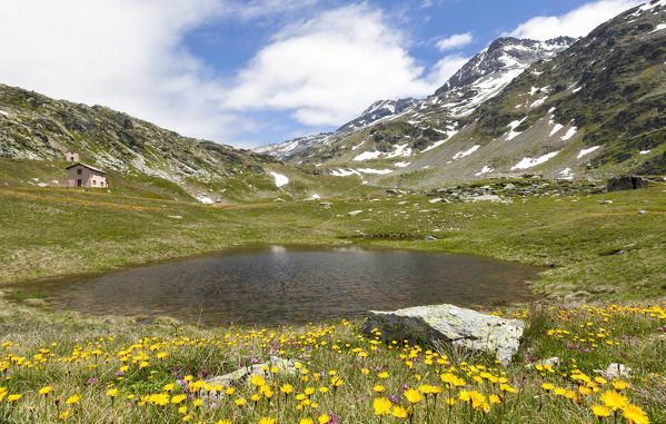 Flowers around Lake Emet framed by peaks Montespluga Chiavenna Valley Sondrio province Valtellina Lombardy Italy Europe