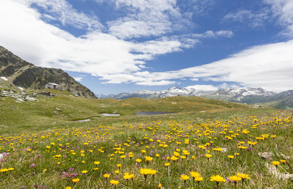 Flowers around Lake Emet and Rifugio Bertacchi Montespluga Chiavenna Valley Sondrio province Valtellina Lombardy Italy Europe