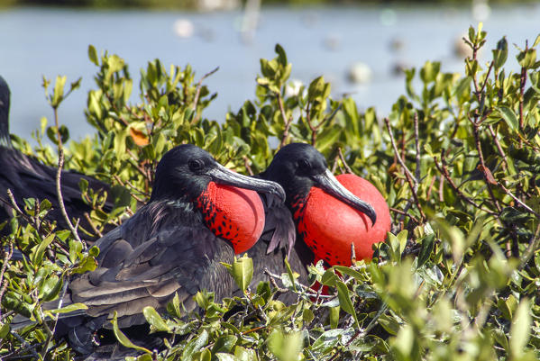 Take a boat ride to the Frigate Bird Sanctuary in the Codrington Lagoon, which is one of the largest bird preserves in the Caribbean. The Frigate Bird Sanctuary has the largest nesting colony of frigate birds in the Caribbean - Antigua and Barbuda West Indies
