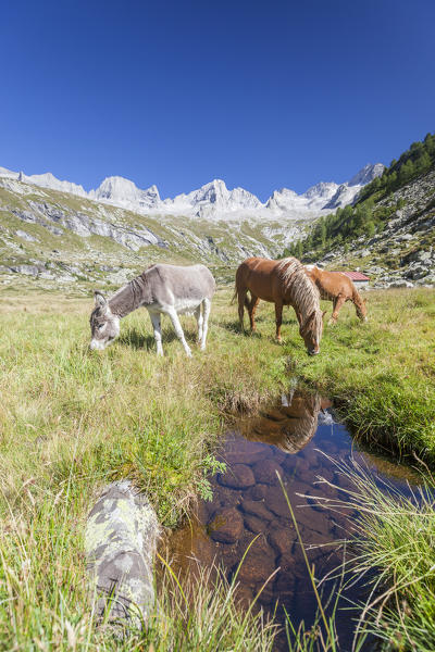 Horses and donkey in the green pastures Porcellizzo Valley Masino Valley Valtellina  Sondrio Province Lombardy Italy Europe