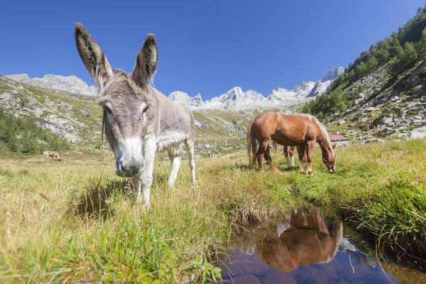 Donkey and horses in the green pastures of Porcellizzo Valley Masino Valley Valtellina  Sondrio Province Lombardy Italy Europe