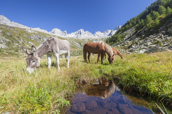 Horses and donkey in the green pastures Porcellizzo Valley Masino Valley Valtellina  Sondrio Province Lombardy Italy Europe