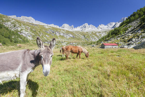 Donkey and horses in the green pastures of Porcellizzo Valley Masino Valley Valtellina  Sondrio Province Lombardy Italy Europe