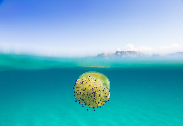 A yellow jellyfish under the waves of turquoise sea La Marmorata Santa Teresa di Gallura Province of Olbia Sardinia Italy Europe