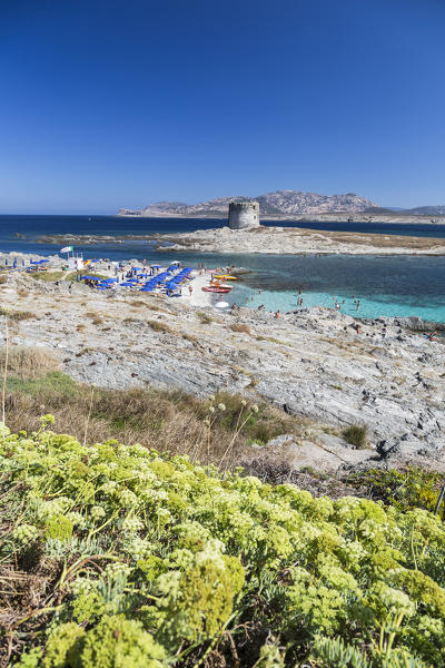 Blue sea and medieval tower surround La Pelosa Beach Stintino Asinara National Park Province of Sassari Sardinia Italy Europe