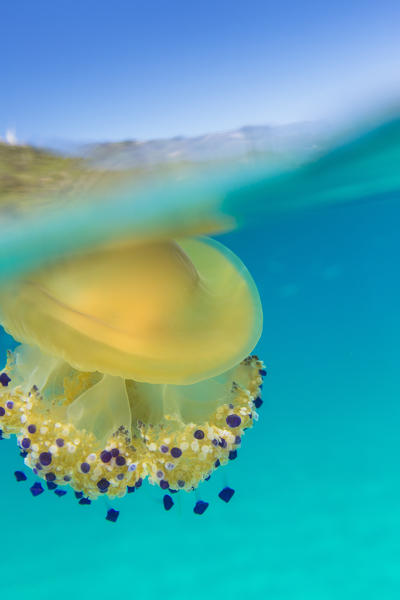 Close up of a yellow jellyfish in the turquoise sea La Marmorata Santa Teresa di Gallura Province of Olbia Sardinia Italy Europe