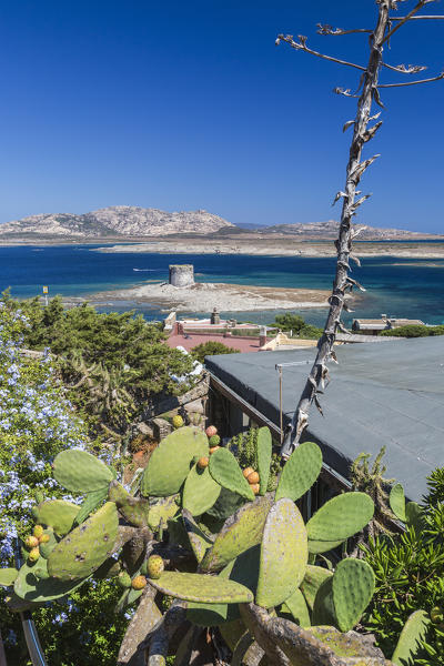 Prickly pears and old tower frame the turquoise sea Stintino Asinara National Park Province of Sassari Sardinia Italy Europe