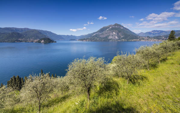 Cherry trees around the village of Varenna surrounded by the blue water of Lake Como Province of Lecco Lombardy Italy Europe