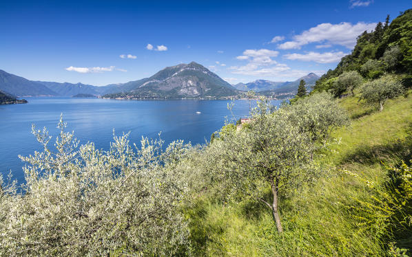 Cherry trees around the village of Varenna surrounded by the blue water of Lake Como Province of Lecco Lombardy Italy Europe