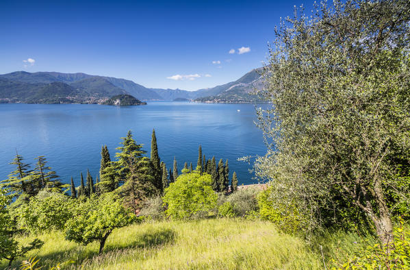Cherry trees and meadows around the village of Varenna surrounded by Lake Como Province of Lecco Lombardy Italy Europe