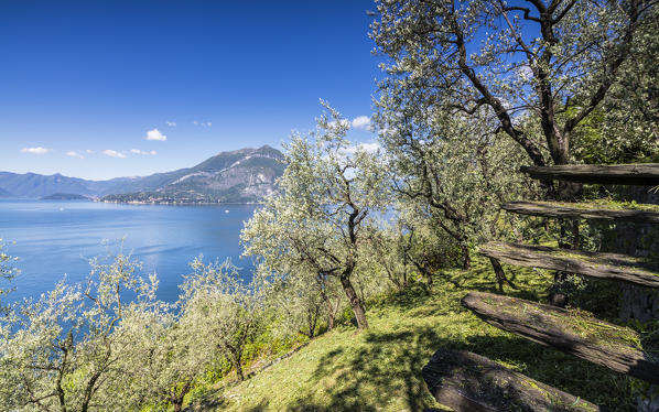 Cherry trees around the village of Varenna surrounded by the blue water of Lake Como Province of Lecco Lombardy Italy Europe