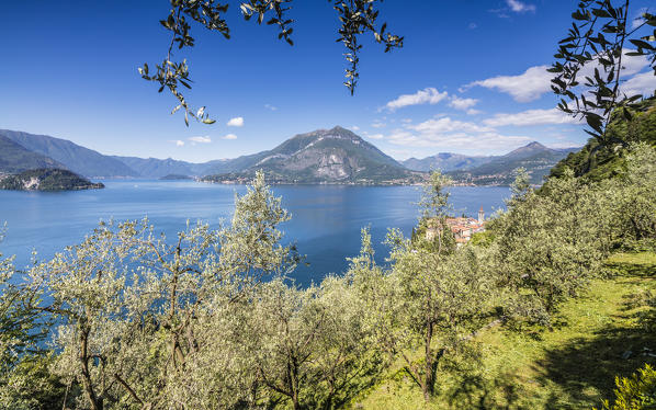 Cherry trees around the village of Varenna surrounded by the blue water of Lake Como Province of Lecco Lombardy Italy Europe