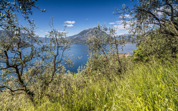 Cherry trees around the village of Varenna surrounded by the blue water of Lake Como Province of Lecco Lombardy Italy Europe