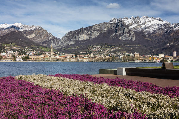 Colorful flowers frame Lake Como and the city of Lecco with snowy peaks in the background Lombardy Italy Europe