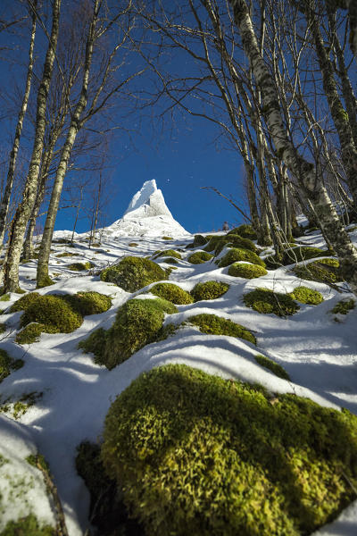 Trees and woods frame the granitic snowy peak of the Stetind mountain under the starry sky Tysfjord Nordland Norway Europe