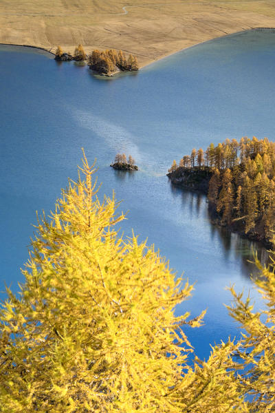 The yellow larches and woods frame Lake Sils in autumn Plaun da Lej Upper Engadine Canton of Graubunden Switzerland Europe