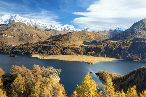The yellow larches and woods frame Lake Sils in autumn Plaun da Lej Upper Engadine Canton of Graubunden Switzerland Europe
