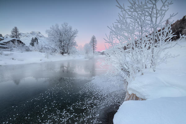 The frozen river Inn framed by trees covered with snow and frost at dawn Sils Canton of Graubunden Engadine Switzerland Europe