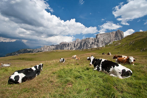 Some Friesian cows resting by Pass Giau. Holstein Friesians (often shortened as holsteins) are a breed of cattle known today as the world's highest-production dairy animals - Dolomites, Trentino Alto Adige Italy Europe