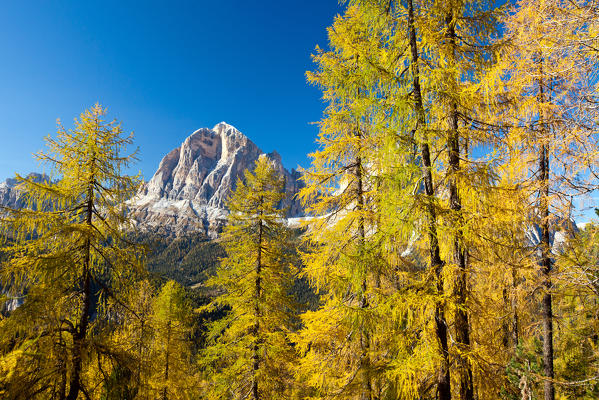 Larch trees during autumn and Tofana di Rozes in the background, Dolomites, Cortina d'Ampezzo, province of Belluno, Veneto, Italy