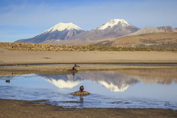 Nevados de Payachata, a north-south trending complex of potentially active volcanos on the border of Bolivia and Chile, directly north of ChungarÃ¡ Lake South America