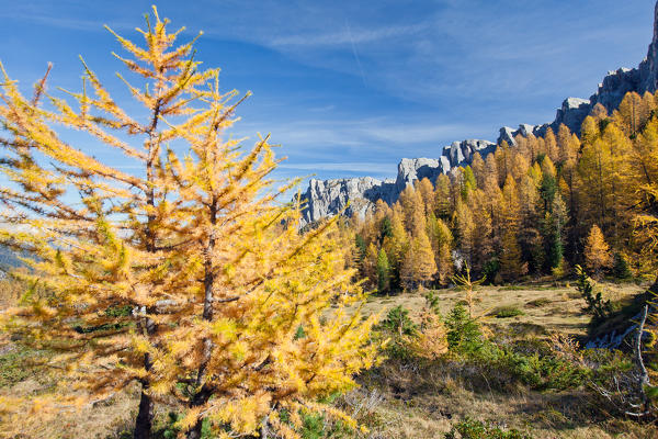 Autumnal colours at the base of Lastoni di Formin, not far from the Giau Pass - Dolomites, Trentino Alto Adige, South Tyrol, Italy Europe