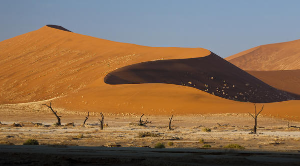 Dead Acacia surrounded by sandy dunes Deadvlei Sossusvlei Namib Desert Naukluft National Park Namibia Africa