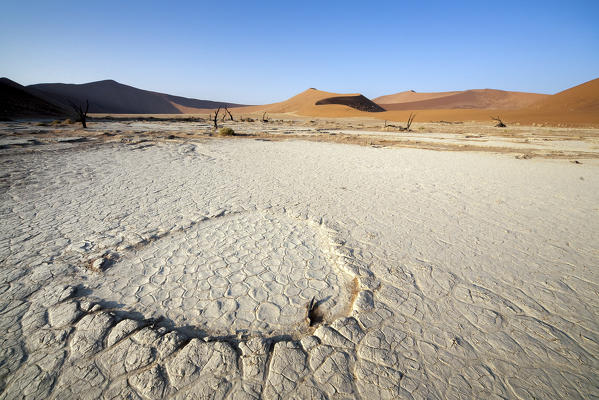 Parched ground and Dead Acacia surrounded by sandy dunes Deadvlei Sossusvlei Namib Desert Naukluft National Park Namibia Africa