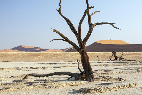 Parched ground and Dead Acacia surrounded by sandy dunes Deadvlei Sossusvlei Namib Desert Naukluft National Park Namibia Africa