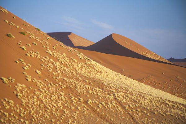 Dry plants on the sandy dunes Deadvlei Sossusvlei Namib Desert Naukluft National Park Namibia Africa