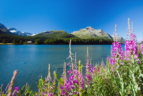 Blooming willowherb (epilobium) on the bank of the Lake Sils by Saint Moritz and the Piz de la Margna in the background - Engadine, Switzerland Europe