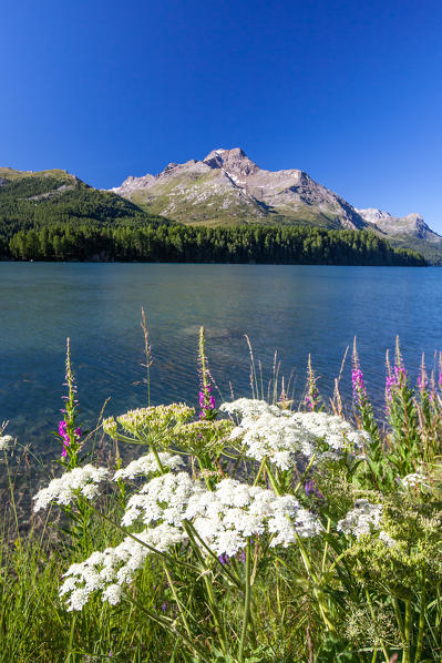 Summer blooming in the valley of Saint Moritz, which is one of the most spectacular scenery in Switzerland, thanks to its wonderful lakes and peaks, as the Piz de la Margna in the background - Engadine, Switzerland Europe
