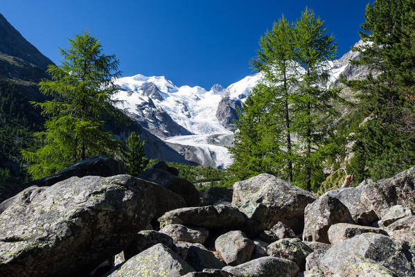 Glaciers of the Bernina group seen from the Valley of Morteratsch by Pontresina - Engadine, Switzerland Europe