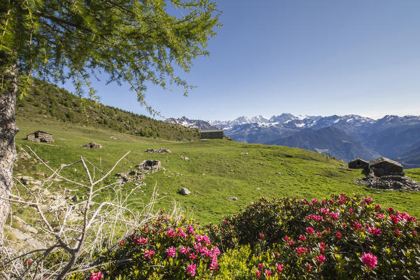 Rhododendrons and meadows frame the peaks of Bernina Group Malenco Valley Valtellina Province of Sondrio Lombardy Italy Europe