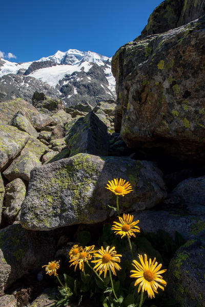 Blooming flowers and the peak of Piz Palu in the Bernina group in Engadine Switzerland Europe