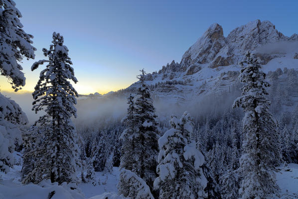First lights of dawn on the snowy woods framing Sass De Putia Passo Delle Erbe Funes Valley South Tyrol Italy Europe