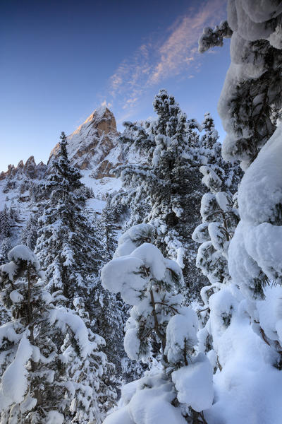 The high peak of Sass De Putia frames the snowy woods  at dawn Passo Delle Erbe Funes Valley South Tyrol Italy Europe