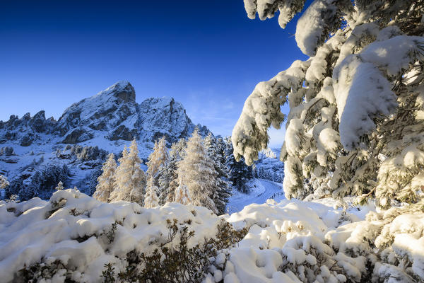The sun illuminates the snowy trees and Sass De Putia in the background Passo Delle Erbe Funes Valley South Tyrol Italy Europe