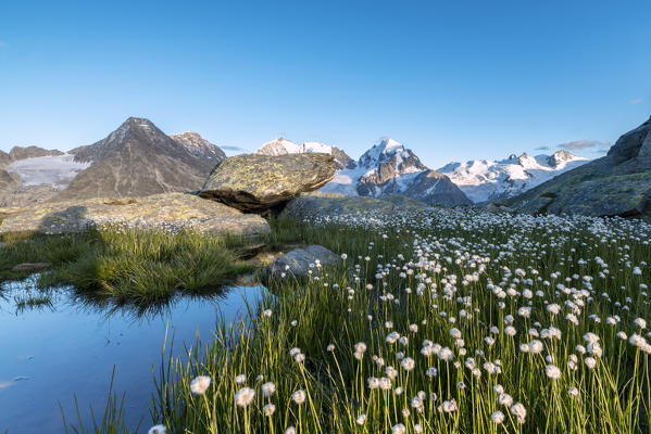 Cotton grass surrounded by snowy peaks at summer Fuorcla Surlej St. Moritz Canton of Graubünden Engadine Switzerland Europe