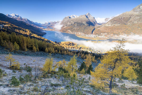 Mist and autumn colors above the blue lake Sils Surlej St. Moritz Canton of Graubünden Engadine Switzerland Europe
