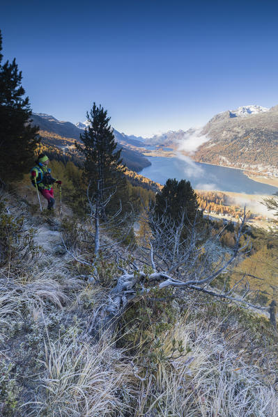 Hiker admires the blue lake Sils surrounded by colorful woods Surlej St. Moritz Canton of Graubünden Engadine Switzerland Europe