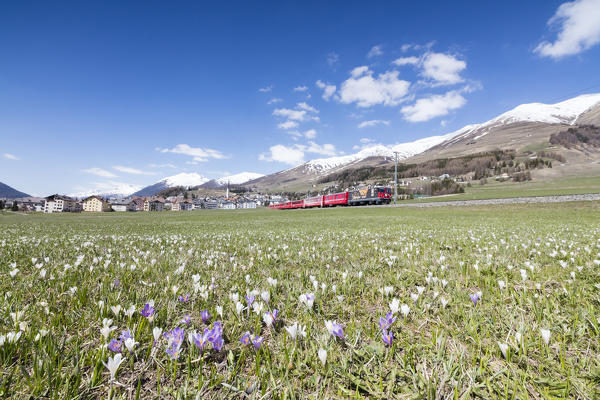 Crocus in bloom frame the red train passing across the village of Zuoz Canton of Graubünden Engadine Switzerland Europe