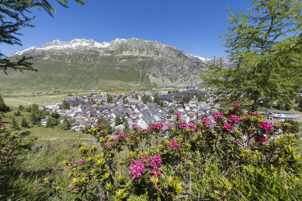 Rhododendrons frame the alpine village of Andermatt and the snowy peaks in the background Canton of Uri Switzerland Europe