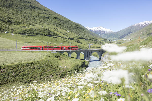 Typical red swiss train on Hospental Viadukt surrounded by creek and blooming flowers Andermatt Canton of Uri Switzerland Europe