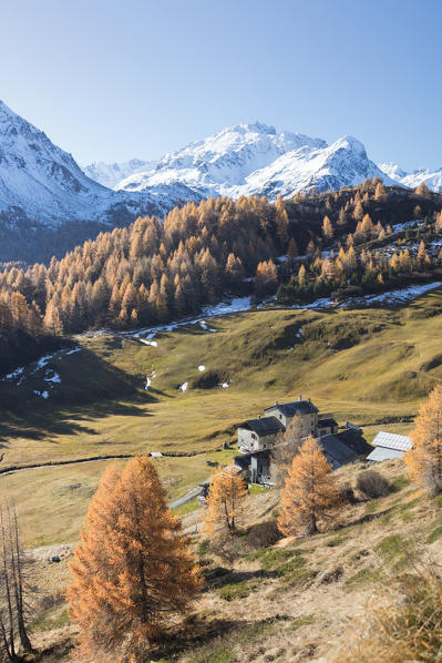 Colorful larches and snowy peaks frame the mountain huts of Buaira Sils Maloja Canton of Graubünden Engadine Switzerland Europe