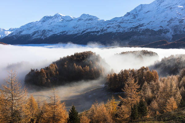 Mist of autumn surrounds the colorful woods and the landscape of Sils the Canton of Graubünden Engadine Switzerland Europe