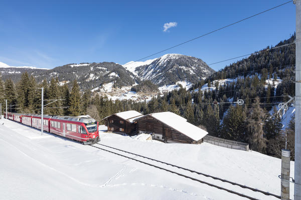 Red train of Rhaetian Railway in the snowy landscape of Langwies district of Plessur Canton of Graubünden Switzerland Europe