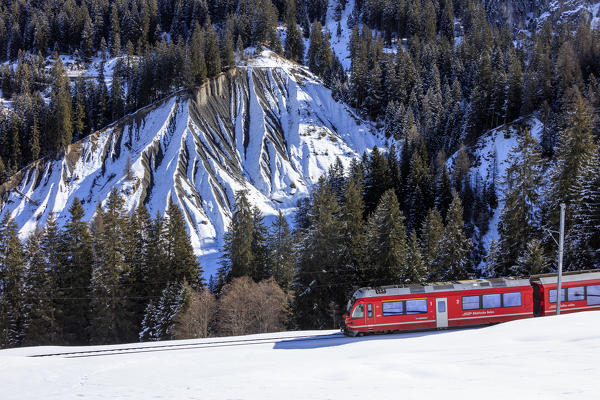 Red train of Rhaetian Railway in the snowy landscape of Langwies district of Plessur Canton of Graubünden Switzerland Europe